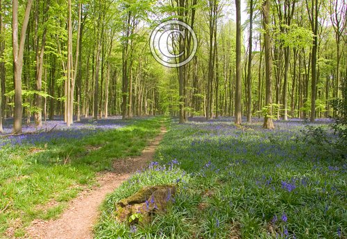 Bluebell Woods 4 DM0375